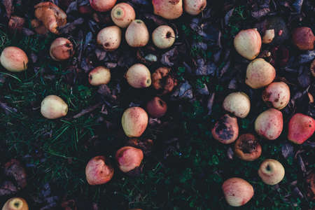 Apple orchard in autumn, winter season. many rotten old apples on the ground. dramatic photography effect.
