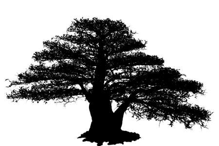 Bonsai tree isolated on white background