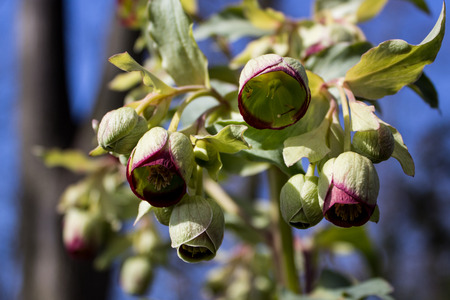 Nieswurz Blume Fruhjahr Blumen Lizenzfreie Fotos Bilder Und Stock Fotografie Image 37369177