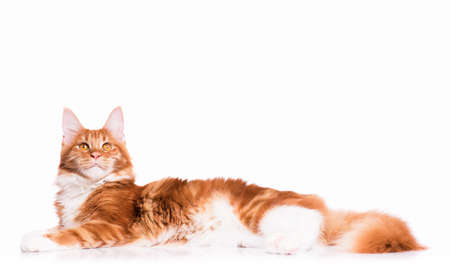 国内の赤メインクーン子猫 8 ヶ月の肖像画 横になると 離れて見て愛らしい猫 好奇心が強い若いオレンジ ストライプ ハローキティ ホワイト バック グラウンドに分離します の写真素材 画像素材 Image