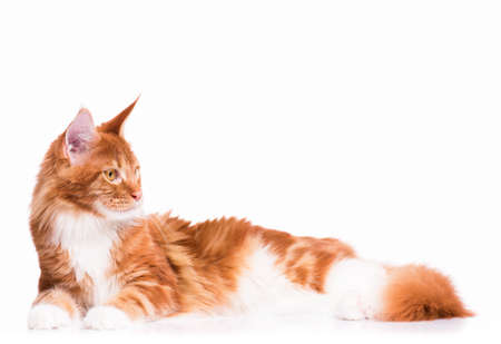 国内の赤メインクーン子猫 8 ヶ月の肖像画 横になると 離れて見て愛らしい猫 好奇心が強い若いオレンジ ストライプ ハローキティ ホワイト バック グラウンドに分離します の写真素材 画像素材 Image