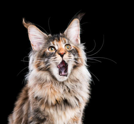 国内べっ甲メインクーン子猫の肖像画 黒い背景にふわふわの子猫 かわいいおさる若い猫は御馳走を食べた後の唇を舐めています の写真素材 画像素材 Image