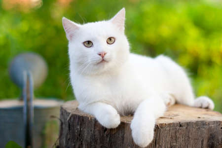 575 4 Chat Blanc Imagenes Y Fotos 123rf