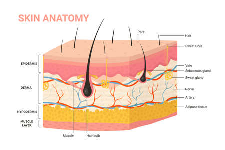 Strati della pelle, illustrazione vettoriale del diagramma di anatomia della struttura. Cartone animato pelle umana infografica educazione anatomica sfondo, epidermide con follicolo pilifero, ipoderma e derma stratificati, poro del sudore Archivio Fotografico