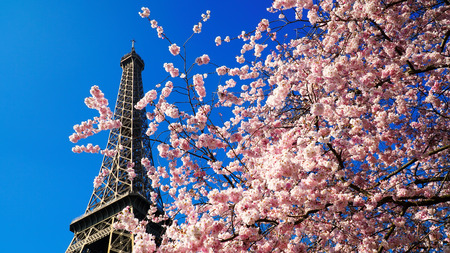 Sun flower: Eiffel Tower in spring time, Paris, France