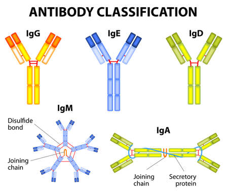 antibody structure