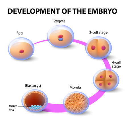 Early human embryonic development. Illustration