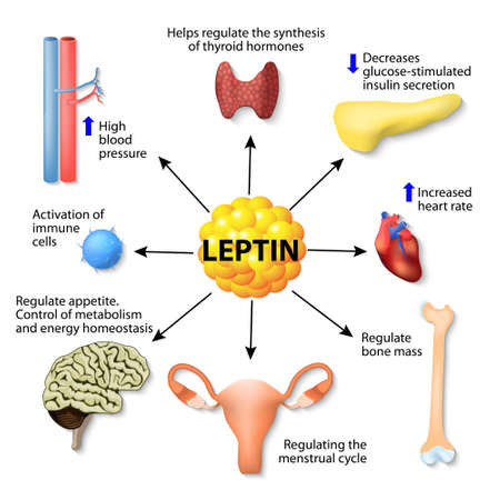 Food that release fat burning hormones picture 1