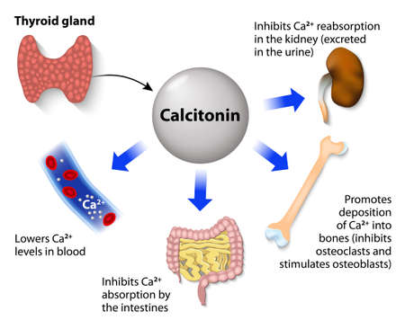 カルシトニンやパラソルモン 血中カルシウム濃度のホルモン調節 甲状腺から Ct 副甲状腺からの Pth の血液中のカルシウム濃度の調節 あまりにも多くのカルシウムは 低カルシウムが Ca 心不全が原因のイラスト素材 ベクタ Image カルシトニンやパラソルモン 血中カルシウム濃度のホルモン調節 甲状腺から Ct 副甲状腺からの Pth の血液中のカルシウム濃度の調節 あまりにも多くのカルシウムは 低カルシウムが Ca 心不全が原因のイラスト素材 ベクタ Image