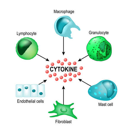 サイトカイン は マクロファージ リンパ球 肥満細胞 血管内皮細胞 線維芽細胞によって生成されます ケモカイン インターフェロン インターロイキン リンホカイン 腫瘍壊死因子がないホルモンや成長因子 サイトカインが含まれます のイラスト素材 ベクタ