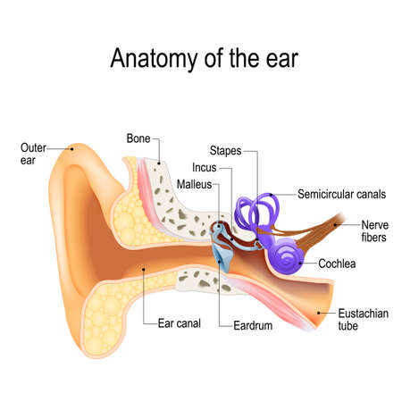 8 785 Anatomie Oreille Imagenes Y Fotos 123rf
