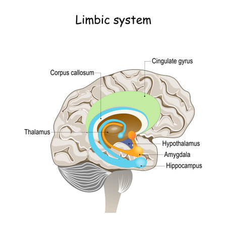 192 Limbic System Stock Illustrations, Cliparts and Royalty Free Limbic  System Vectors