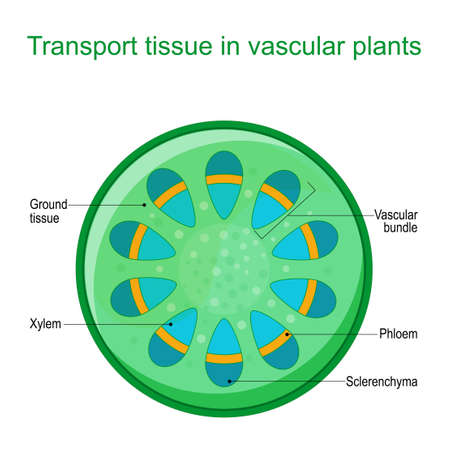 Cross Section Of Vascular Tissue System Of A Plant. Dicot Vascular Bundles  Of Xylem And Phloem Are Arranged In A Ring. Vector Diagram For Educational  Use Royalty Free SVG, Cliparts, Vectors, And