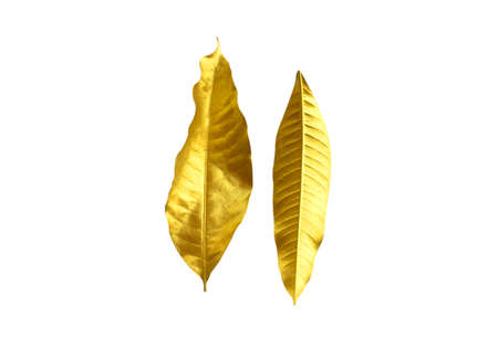 Mango Blatter Gold Lizenzfreie Fotos Bilder Und Stock Fotografie Image