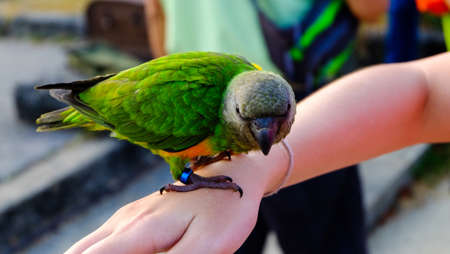 colorful yellow parrot green cheeked conure aratinga solstitialis