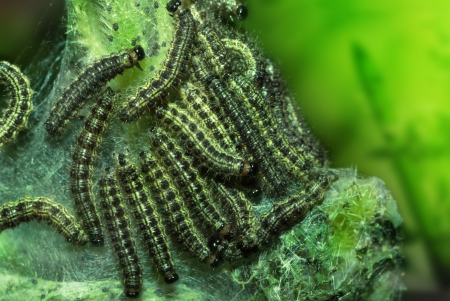 葉にふわふわのカラフルな毛虫 の写真素材 画像素材 Image