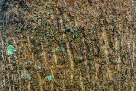 古い緑茶色黒い木の木目表面 の写真素材 画像素材 Image 69459617