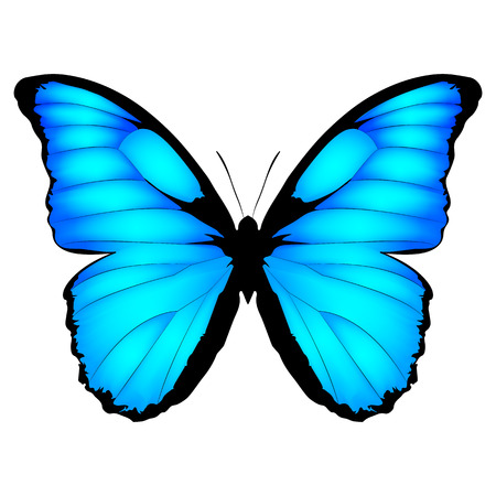 253 242 蝶 のイラスト素材 ベクター 123rf 253 242 蝶 のイラスト素材 ベクター 123rf