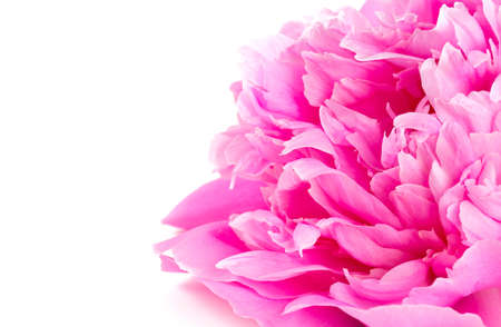 peonies isolated on white Фото со стока