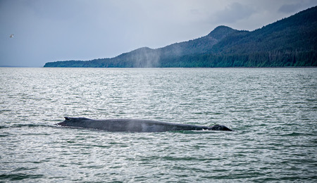 humpack whale hunting on mud bay alaska