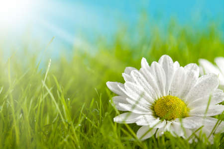 Nature background - beautiful flower on green field Фото со стока