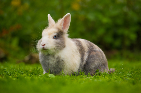 かわいいふわふわウサギ屋外 の写真素材 画像素材 Image