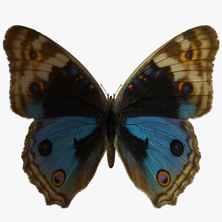 Butterfly-bluepansy