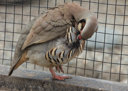 Schliessen Sie Oben Vom Chukar Rebhuhn Das Aus Den Grund Steht Und Beiseite Schaut Lizenzfreie Fotos Bilder Und Stock Fotografie Image 80831071