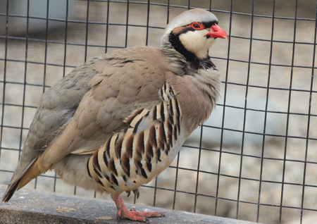 Schliessen Sie Oben Vom Chukar Rebhuhn Das Aus Den Grund Steht Und Beiseite Schaut Lizenzfreie Fotos Bilder Und Stock Fotografie Image 80831071