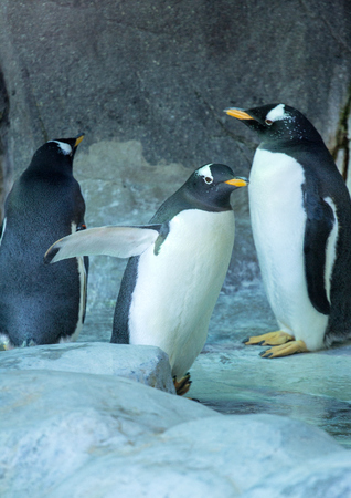 group of gentoo penguins on the rock penguin spreading its wings