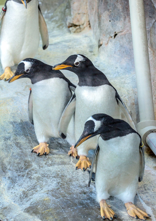 group of gentoo penguins on the rock cute animals closeup funny