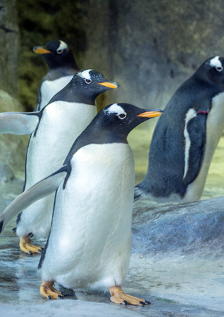 group of gentoo penguins on the rock penguin spreading its wings