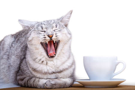 White tea coffee mug cat Фото со стока