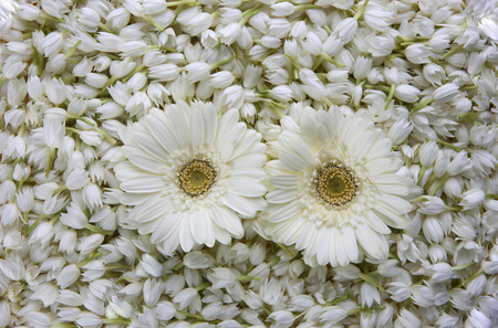jasmine sambak flowers mogra with gerbera stock photo picture and