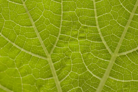 Details of pompion green leaf complicated vein in Salunkwadi,Ambajogai,Maharashtra,India