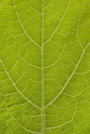 Details of pompion green leaf complicated vein in Salunkwadi,Ambajogai,Maharashtra,India