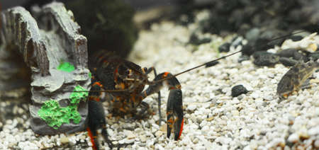 オーストラリアの青いザリガニ の写真素材 画像素材 Image オーストラリアの青いザリガニ の写真素材 画像素材 Image