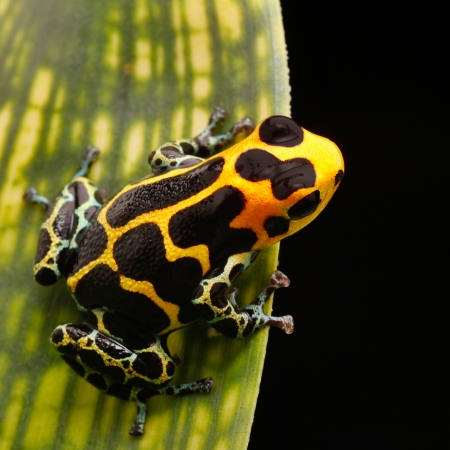 アマゾンの熱帯雨林の毒カエル 美しい熱帯のジャングルの動物 この水陸両生動物 絶滅危惧種であり 自然保護必要があります 明るい青黄色の色 の写真素材 画像素材 Image アマゾンの熱帯雨林の毒カエル 美しい熱帯のジャングルの動物 この水陸両生動物 絶滅危惧種であり 自然保護必要があります 明るい青黄色の色 の写真素材 画像素材 Image