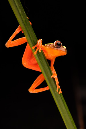 Leaf or tree frog, dendropsophus leucophyllatus. treefrog with vibrant red color from the amazon rain forest in brazil, peru, ecuador and bolivia.