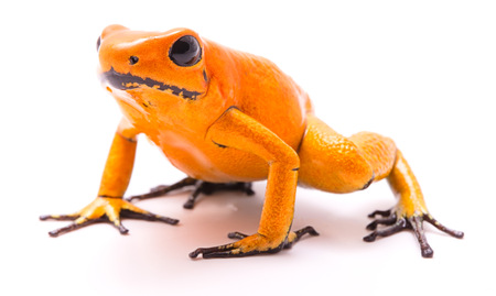 公式通販サイトセール 毒投げ矢のカエル、Phyllobates オレンジ。警告色を Terribilis 彫刻・オブジェ