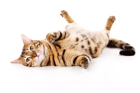 Bengal cat on white background Фото со стока
