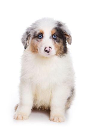 DEMDACOオーストラリアン・シェパード白・グレー9×7.5×5インチソフトプッシュぬいぐるみ