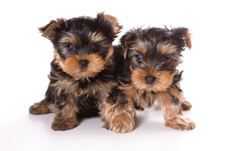 2 つのかわいい毛皮のようなヨークシャー テリア子犬 白で隔離 の写真素材 画像素材 Image 2 つのかわいい毛皮のようなヨークシャー テリア子犬 白で隔離 の写真素材 画像素材 Image