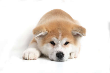 若き頃の犬の子犬 の写真素材 画像素材 Image 9784