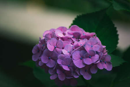 アジサイの花の雨の季節 日本 の写真素材 画像素材 Image