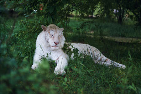 野生動物 白虎のアルビノが動物園で草で休んで の写真素材 画像素材 Image 野生動物 白虎のアルビノが動物園で草で休んで の写真素材 画像素材 Image