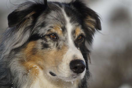 1 year old toy australian shepherd blue australian shepherd stock photos u0026 pictures royalty free 1 year old toy australian shepherd blue australian shepherd stock photos u0026 pictures royalty free