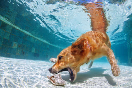 Underwater Photo Drole D Or Chiot Labrador Retriever Dans La Piscine Jouer Avec Le Plaisir Sauter Descendre La Plongee Profonde Actions Jeux De Formation Avec Les Animaux De Compagnie De La Famille