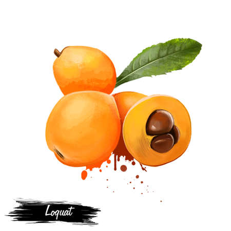 熟したビワや白い背景で隔離の葉とビワ の写真素材 画像素材 Image 熟したビワや白い背景で隔離の葉とビワ の写真素材 画像素材 Image