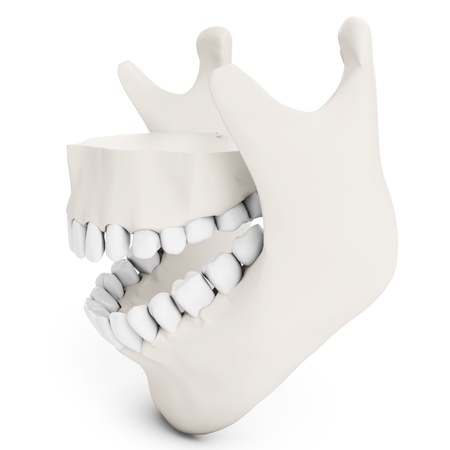 Homem Mandíbula Ou Maxilar Osso Com Dentes Posterior Ou Vista Traseira  Anatomicamente Precisa Isolado No Fundo Branco 3D Renderização Ilustração.  Anatomia, Medicina, Biologia, Conceito De Ciência. Foto Royalty Free,  Gravuras, Imagens e